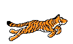 Tiger_running